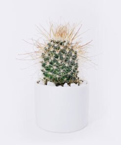 Ball Cactus