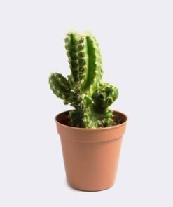 Mini San Pedro Cactus